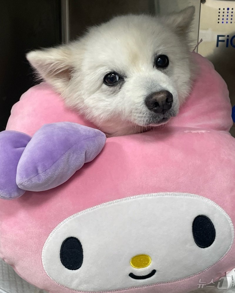 본문 이미지 - 전립성 종양 수술 받은 모찌(VIP동물의료센터 제공) ⓒ 뉴스1