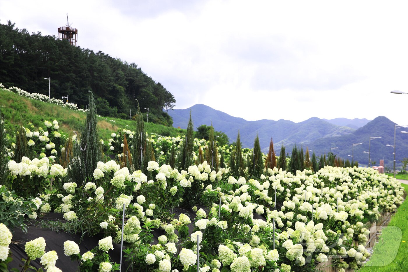 본문 이미지 - 충북 옥천군 이원면 이원로 묘목공원 일대에 심겨진 수국이 31일 만개했다. (옥천군 제공) /뉴스1