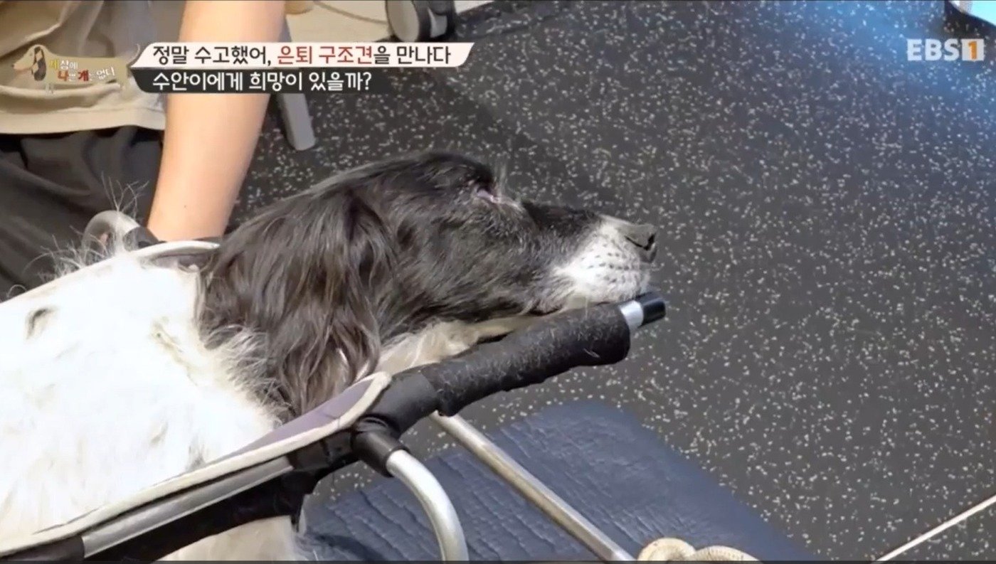 본문 이미지 - 은퇴 인명구조견 수안(세나개 갈무리) ⓒ 뉴스1