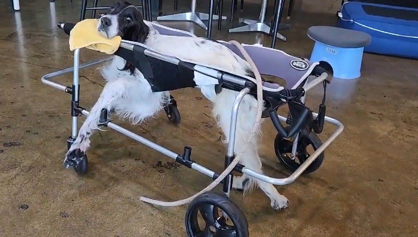 본문 이미지 - 은퇴 인명구조견 수안(개스타하우스 제공) ⓒ 뉴스1