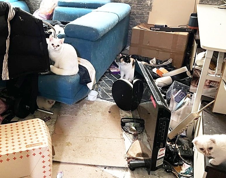 본문 이미지 - 망가진 가구와 쓰레기 더미 속에서 방치돼 있던 고양이들 (나비야사랑해 제공) ⓒ 뉴스1