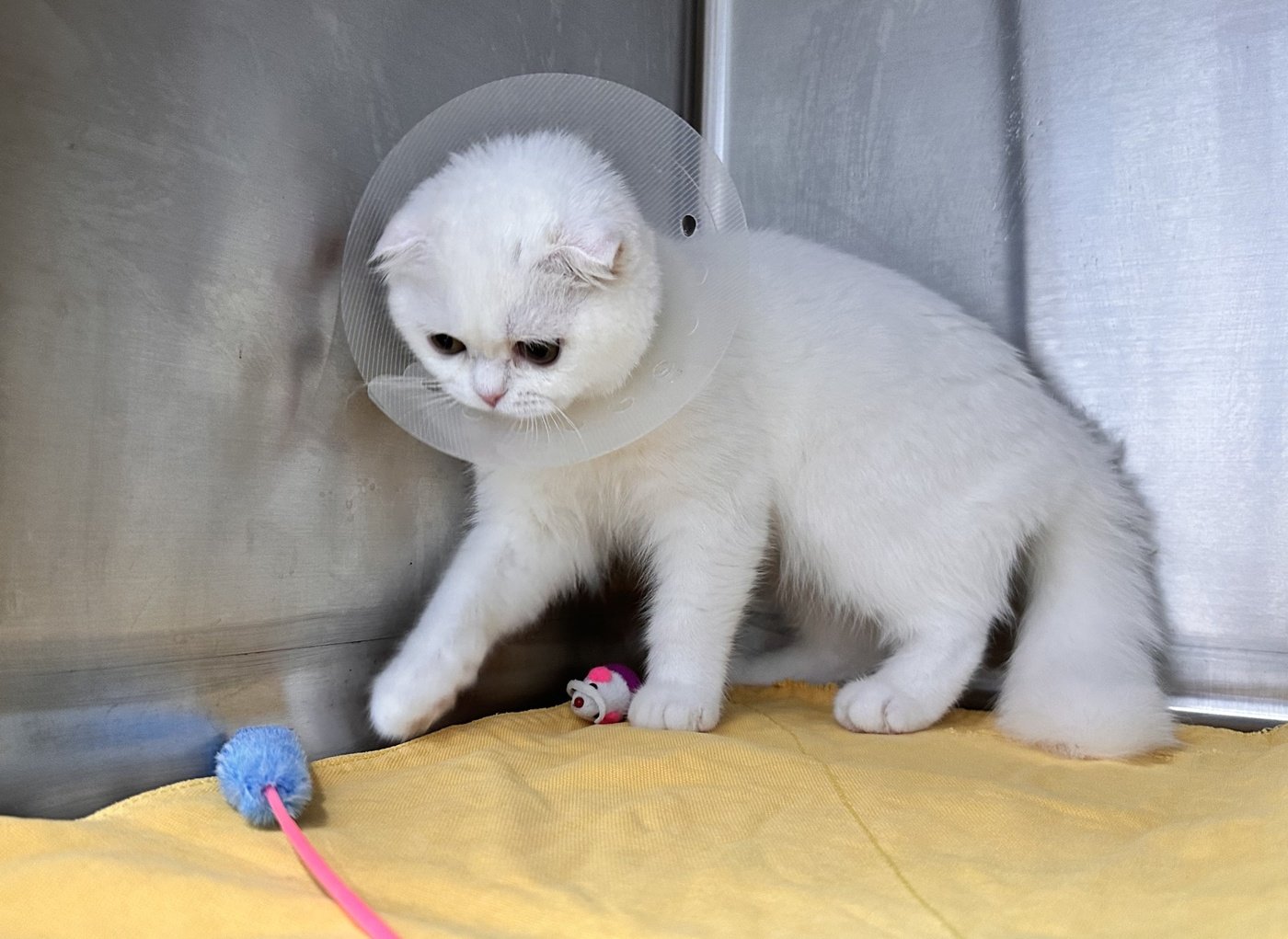 본문 이미지 - 반지하 주택에 방치돼 있다 구조된 고양이 (나비야사랑해 제공) ⓒ 뉴스1