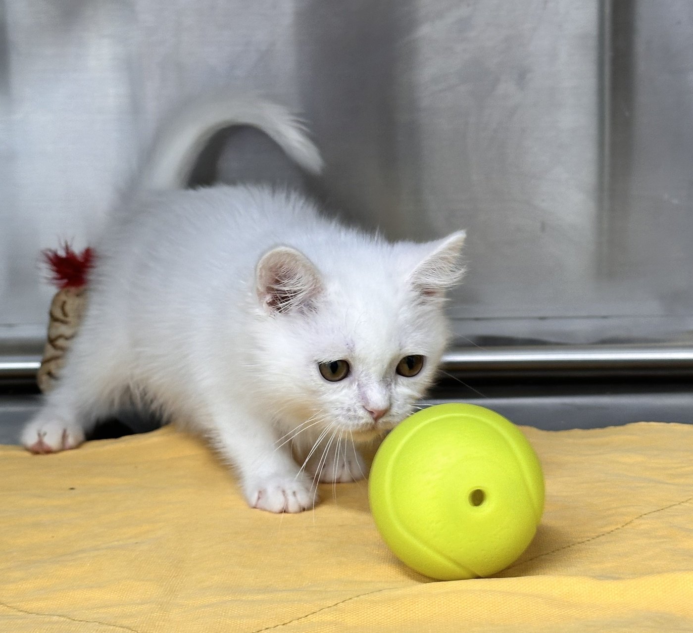 본문 이미지 - 반지하 주택에 방치돼 있다 구조된 고양이 (나비야사랑해 제공) ⓒ 뉴스1