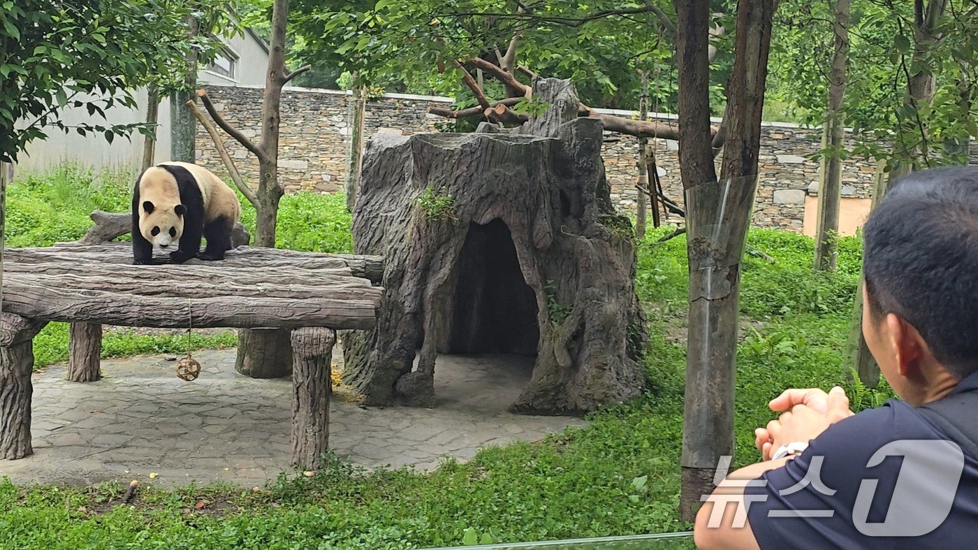 본문 이미지 - 에버랜드 강철원 주키퍼가 지난 4일 중국 쓰촨성 워룽 선수핑 판다기지를 방문해 야외 방사장에서 놀고 있는 푸바오를 바라보고 있다. (삼성물산 제공) 2024.7.5/뉴스1