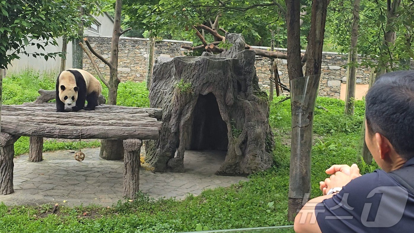 본문 이미지 - 강철원 사육사와 푸바오(에버랜드 제공)