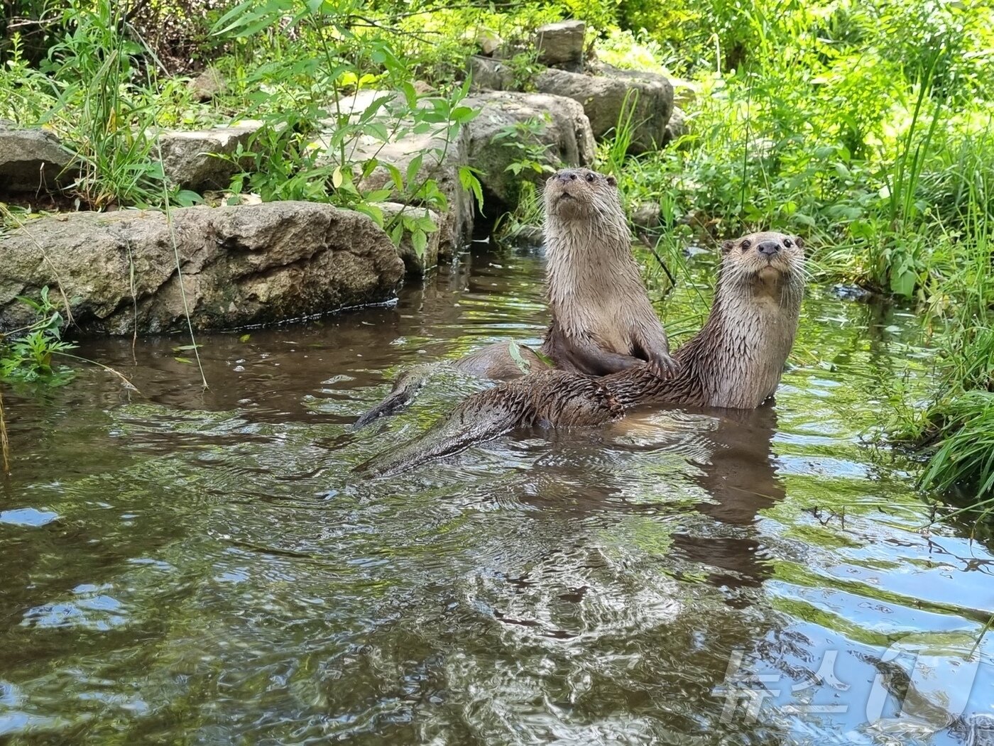 본문 이미지 - 강원 화천 간동면 방천리에 위치한 한국수달연구센터에 있는 수달.(한국수달연구센터 제공)