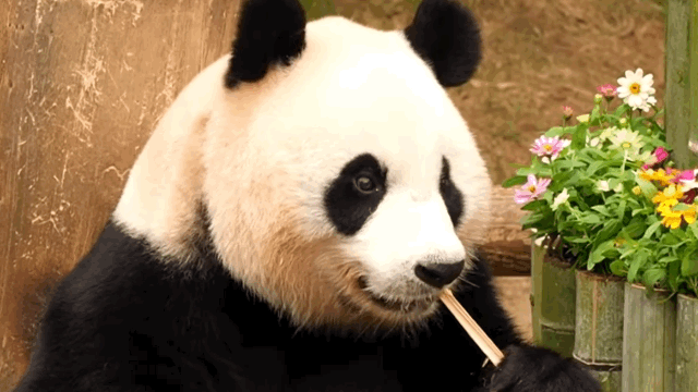 본문 이미지 - 돌잔치에 나온 아이바오(에버랜드 유튜브 갈무리)