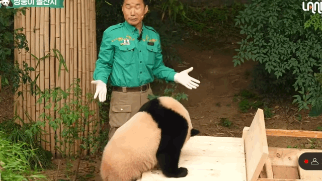 본문 이미지 - 바오차에 첫 탑승한 루이바오(에버랜드 유튜브 갈무리)