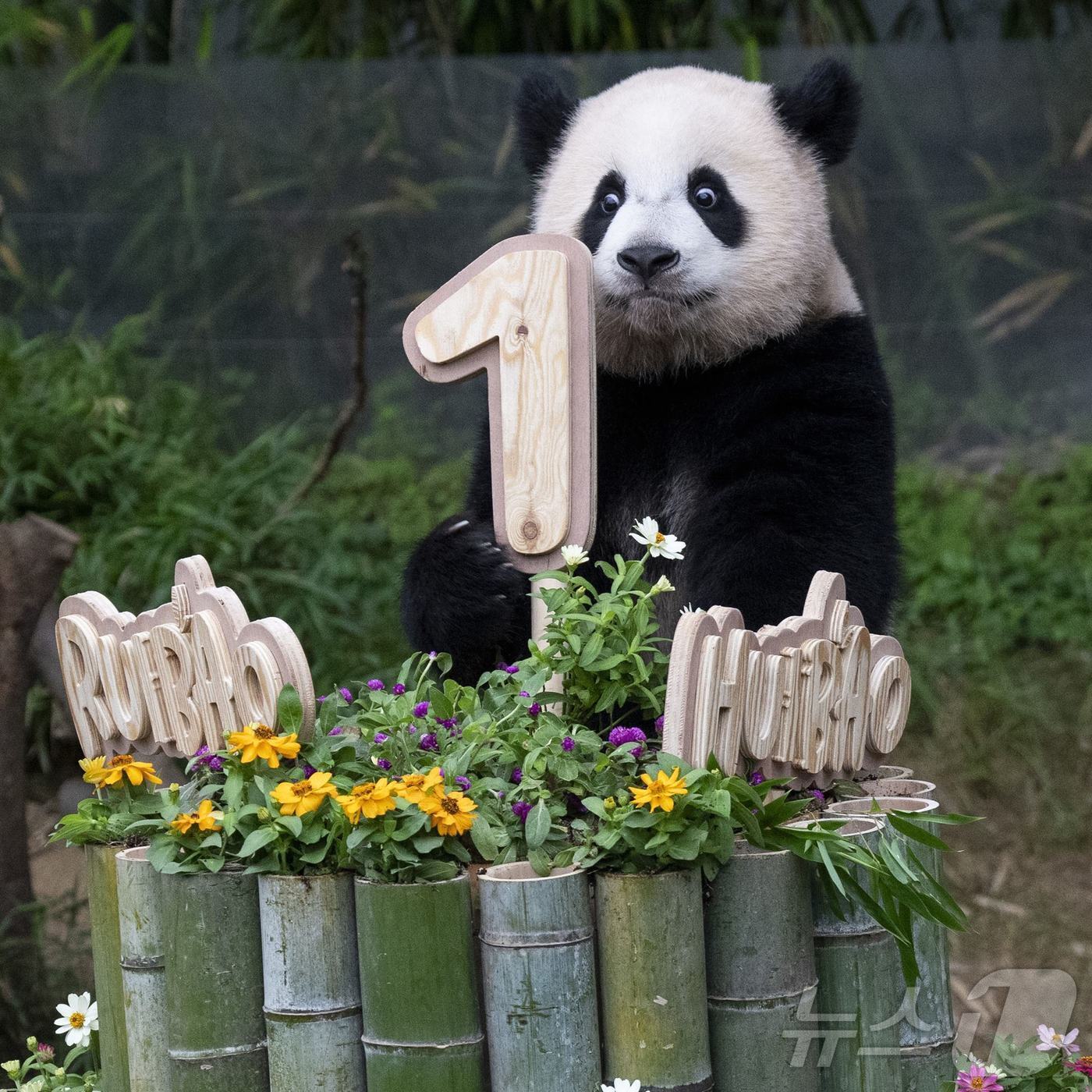 본문 이미지 - 생일 케이크 위에 올라선 루이바오(에버랜드 제공)