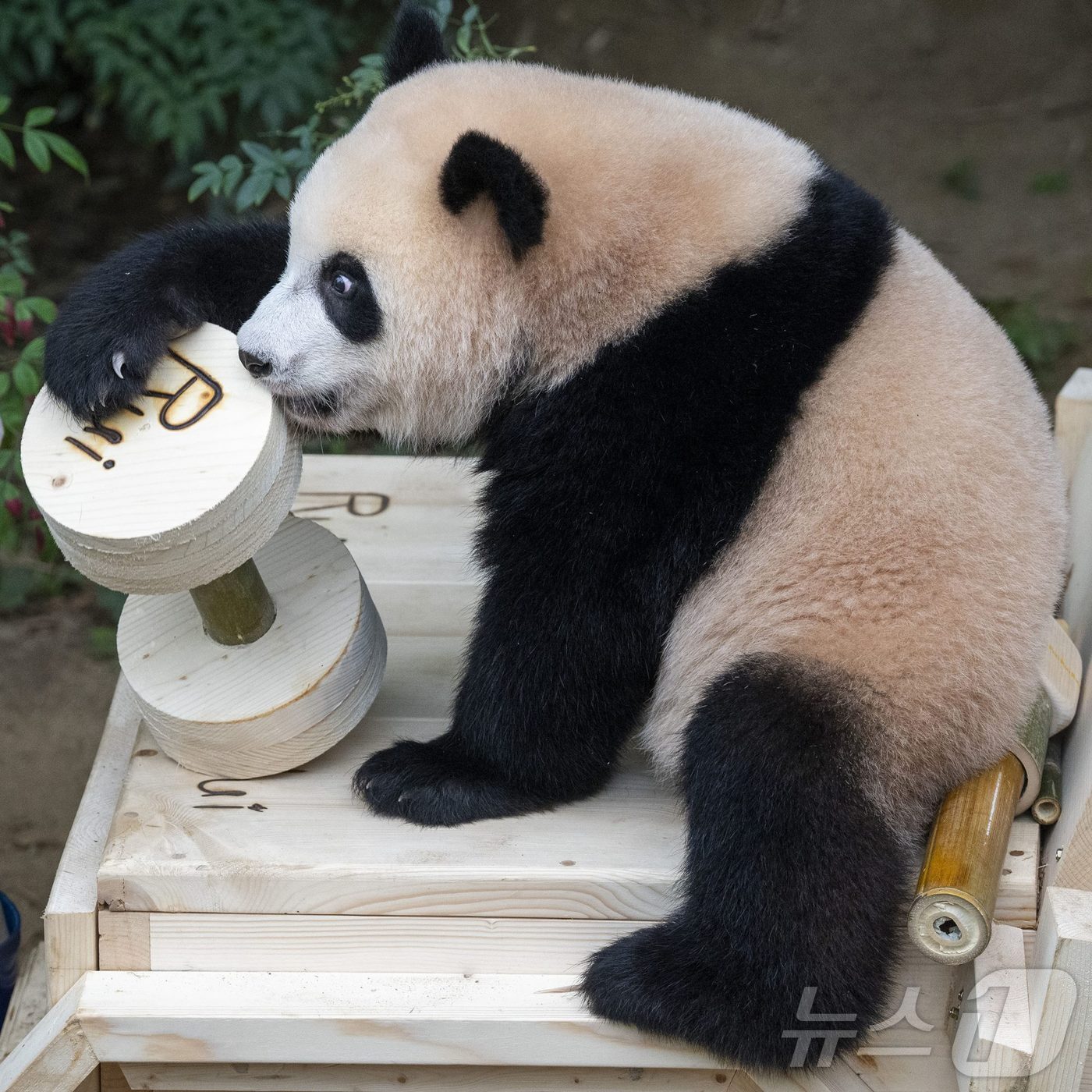 본문 이미지 - 돌잡이에서 건강을 의미하는 대나무 아령을 잡은 루이바오(에버랜드 제공)