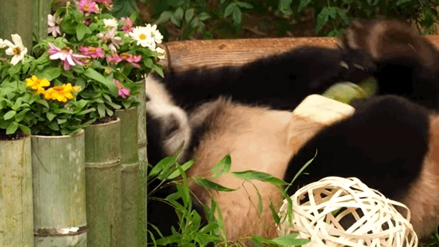 본문 이미지 - 첫 생일잔치에서 뒹굴거리는 쌍둥이 판다(에버랜드 갈무리)