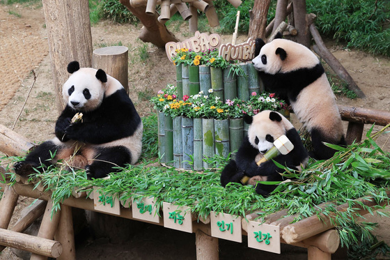 푸바오 친구들 韓 올까…한중, 판다 추가대여 실무논의 개시