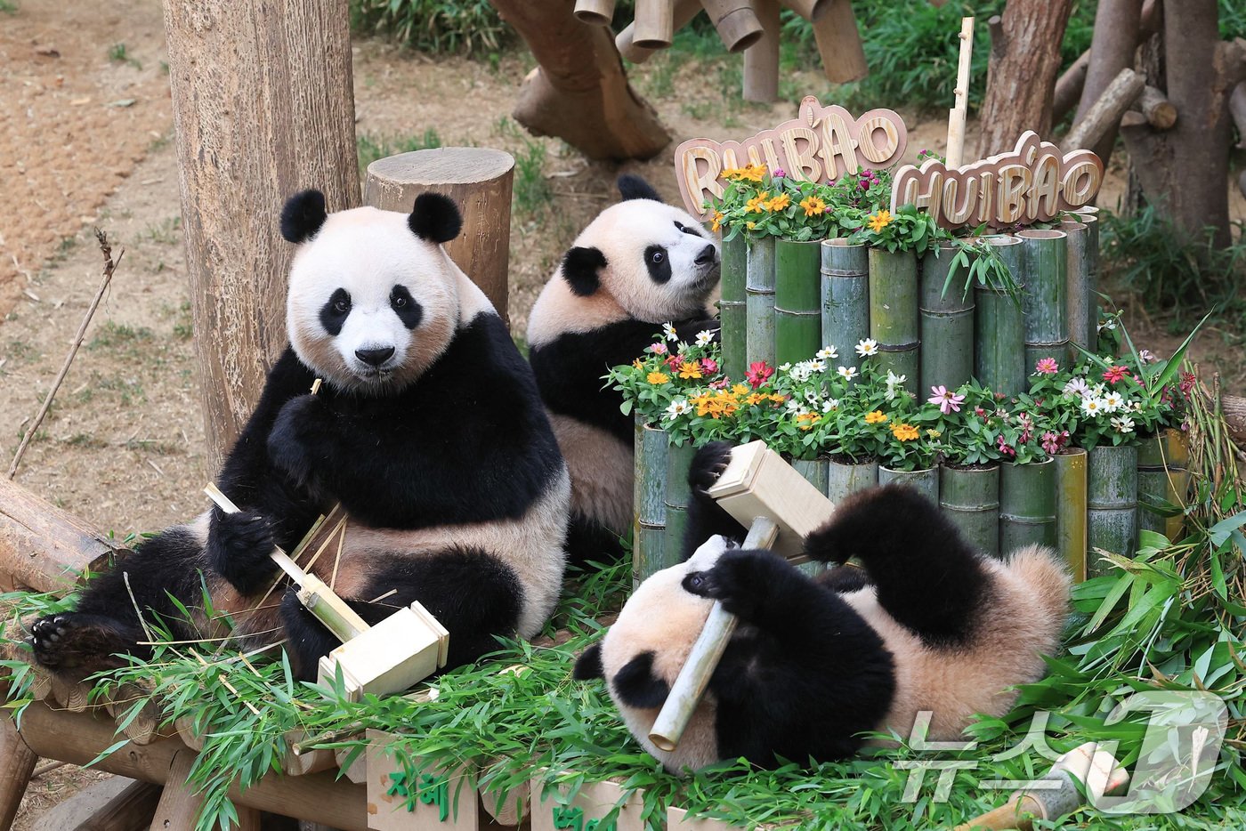 본문 이미지 - 7일 경기 용인시 에버랜드 판다월드에서 열린 푸바오의 동생 루이바오와 후이바오의 첫 생일맞이 돌잔치에서 엄마 아이바오가 쌍둥이 판다들과 행복한 시간을 보내고 있다. (에버랜드 제공) 2024.7.7/뉴스1 ⓒ News1 박지혜 기자