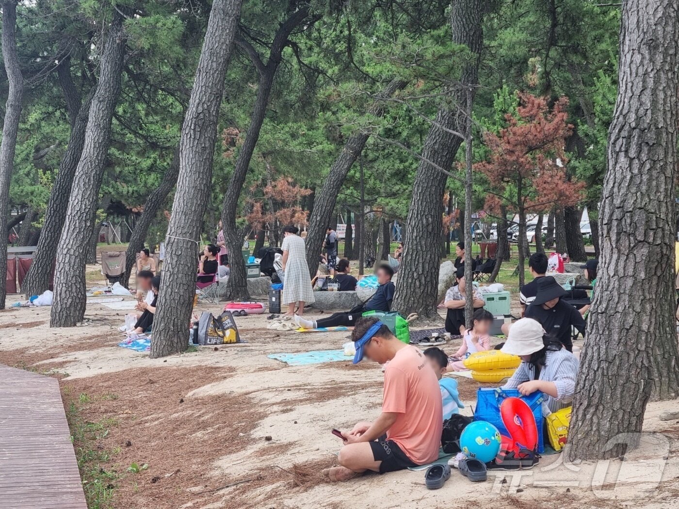 본문 이미지 - 7일 강원 강릉 경포해수욕장 솔밭에서 휴식을 취하고 있는 피서객. 2024.7.7/뉴스1 윤왕근 기자