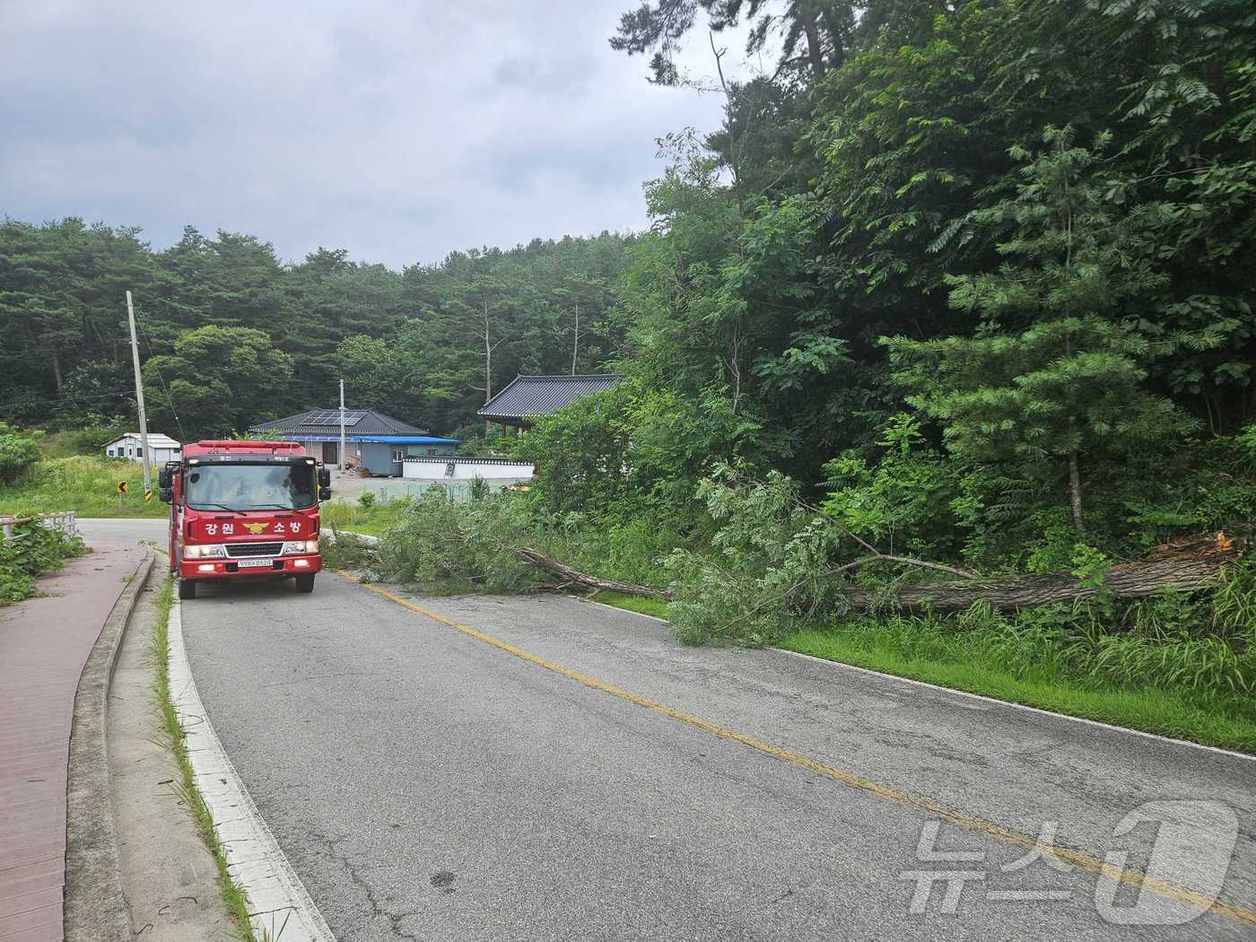 본문 이미지 - 홍천 북방면 나무 전도 피해.(강원도소방본부 제공) 2024.7.7/뉴스1