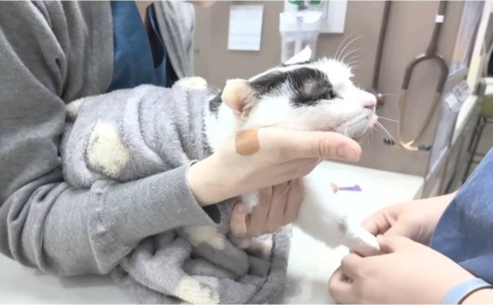 본문 이미지 - 김명철 수의사의 반려묘 '사모님'이 헌혈을 위해 검진을 받고 있다. (VIP동물의료센터 제공) ⓒ 뉴스1