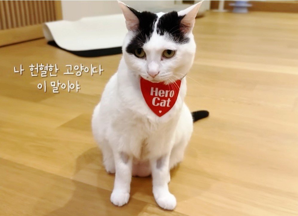 본문 이미지 - 김명철 수의사의 반려묘 '사모님'이 헌혈을 한 고양이에게 증정되는 '히어로캣' 인증 스카프를 매고 있다. (VIP동물의료센터 제공) ⓒ 뉴스1