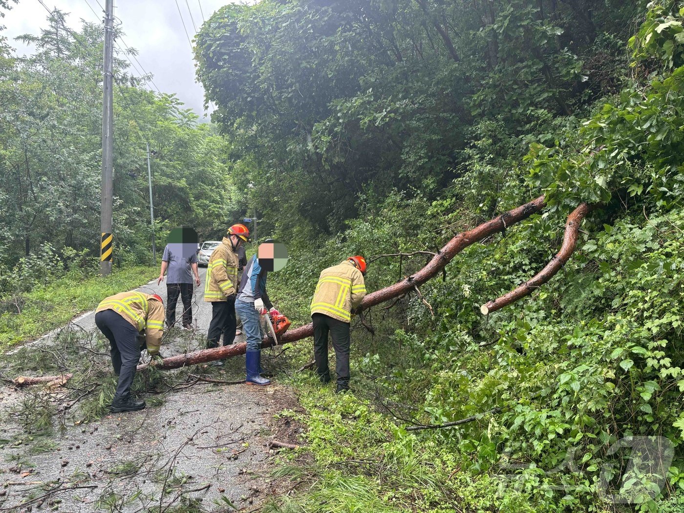 본문 이미지 - 홍천 화촌면 도로 나무 전도 현장.(강원도소방본부 제공) 