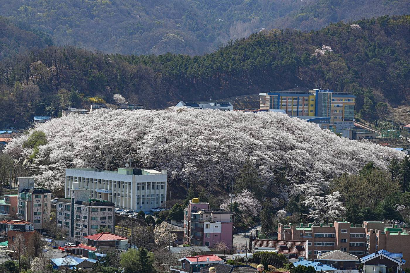  경관개선형-대전 중구 테미공원 도시숲&#40;산림청 제공&#41;/뉴스1