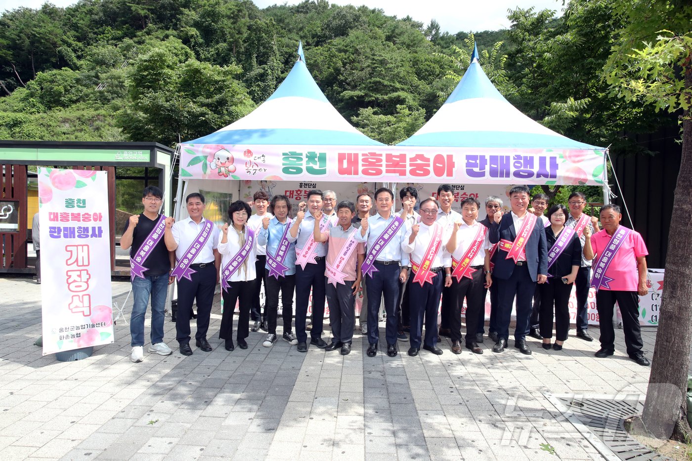본문 이미지 - 홍천 여름 대표 제철 과일 '대홍 복숭아' 판매행사.(홍천군 제공)/뉴스1