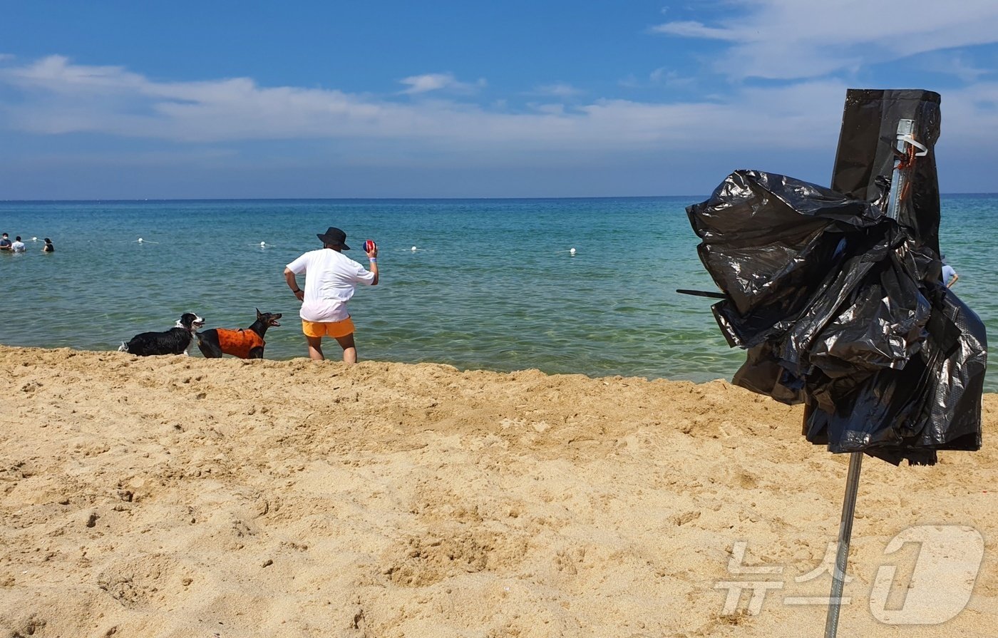 본문 이미지 - 반려견 전용 해수욕장 멍비치 전경. 곳곳에 배변봉투가 설치돼 있다. ⓒ 뉴스1 최서윤 기자