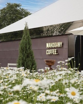 본문 이미지 - 샤스타 데이지가 만개한 마호가니 커피(도레컴퍼니 제공)