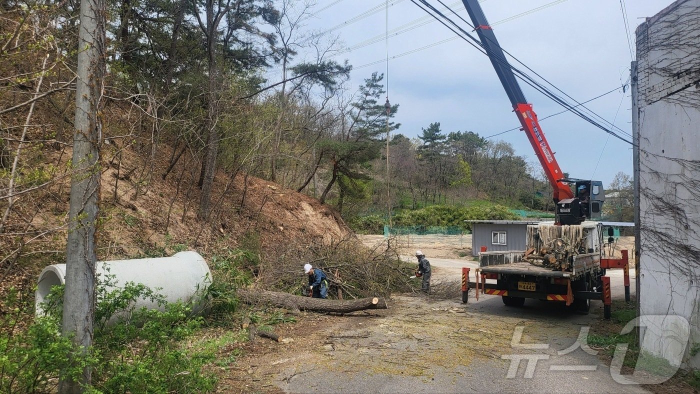 경북 포항시 남구 연일읍 달전리 전력선 위험목 제거 후&#40;산림청 제공&#41;/뉴스1