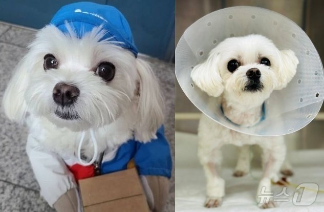 본문 이미지 - 택배견 활동 당시 경태(경태 인스타그램)와 최근 건강해진 경태의 모습(코리안독스 제공) ⓒ 뉴스1