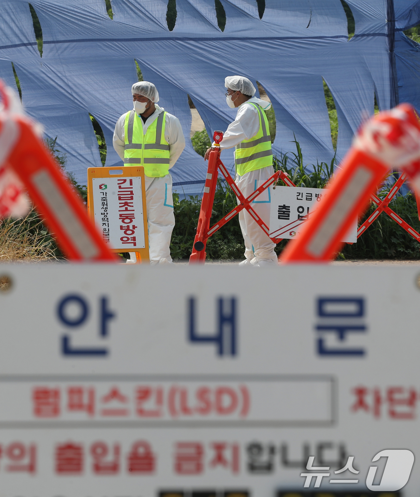 (안성=뉴스1) 김영운 기자 = 13일 경기 안성시 일죽면의 한 한우농장에서 럼피스킨이 발생돼 방역 관계자들이 농장 일대를 통제를 하고 있다.럼피스킨병 확진은 지난해 11월20일 …