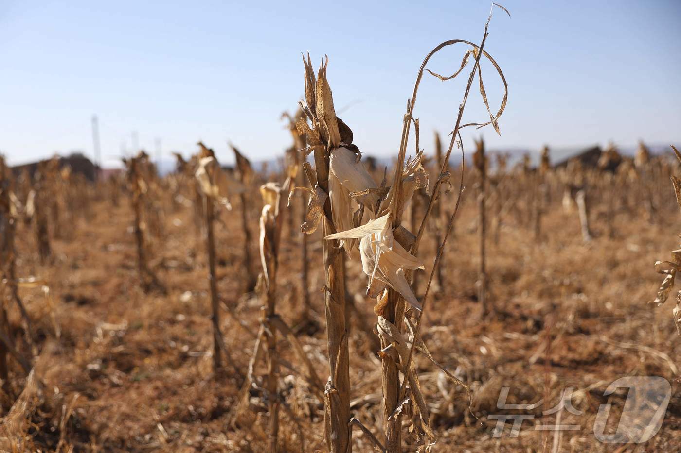 본문 이미지 - 지난 8월 7일 아프리카 레소토 부타부테구의 한 밭에서 작물들이 메말라 있다.  ⓒ AFP=뉴스1 ⓒ News1 김지완 기자