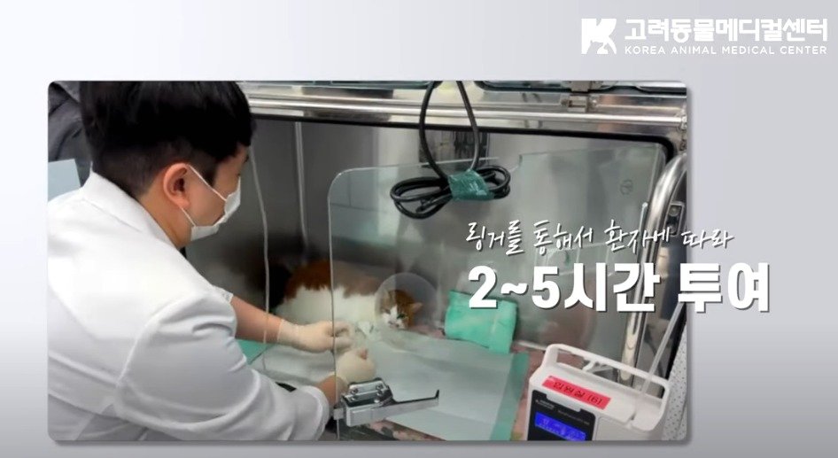 본문 이미지 - 줄기세포 치료는 정맥 주사 형태로 2~5시간에 걸쳐 시술 받는다(고려동물메디컬센터 제공). ⓒ 뉴스1