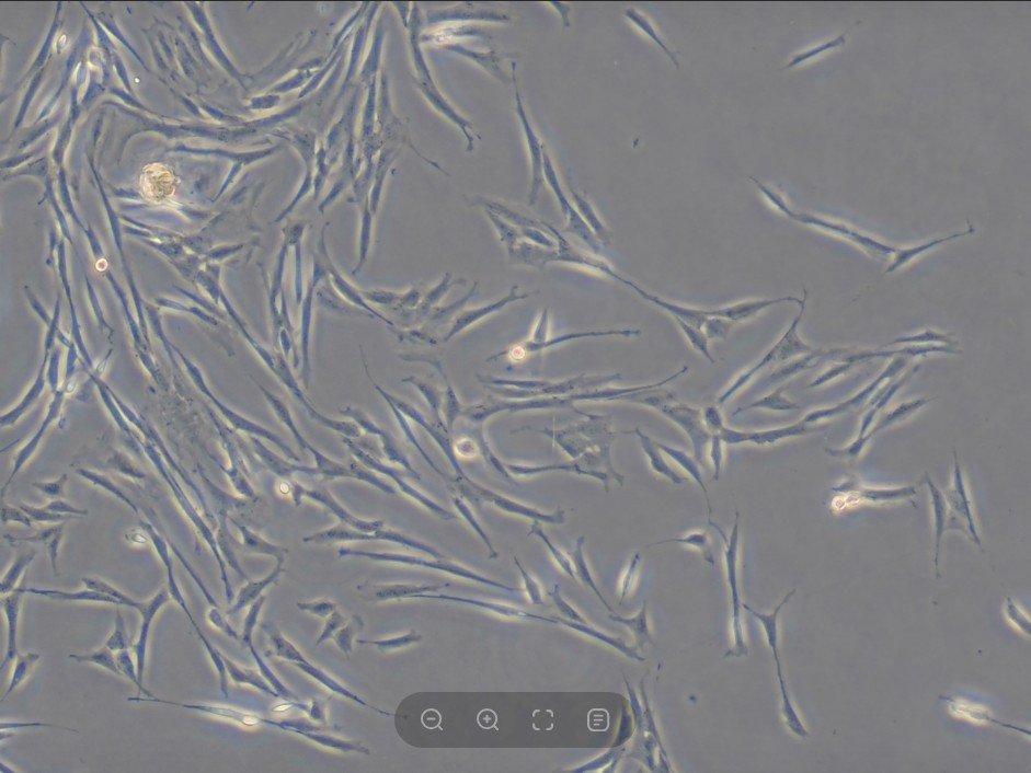 본문 이미지 - 현미경으로 본 줄기세포 (고려동물메디컬센터 제공) ⓒ 뉴스1