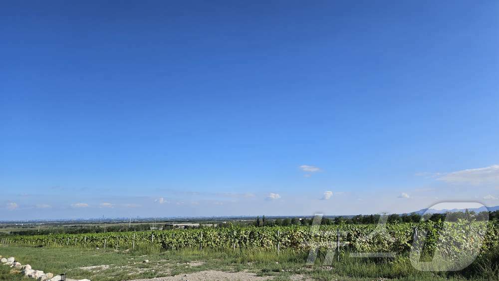 본문 이미지 - 닝샤 샤무 와이너리 앞에 위치한 포도밭.