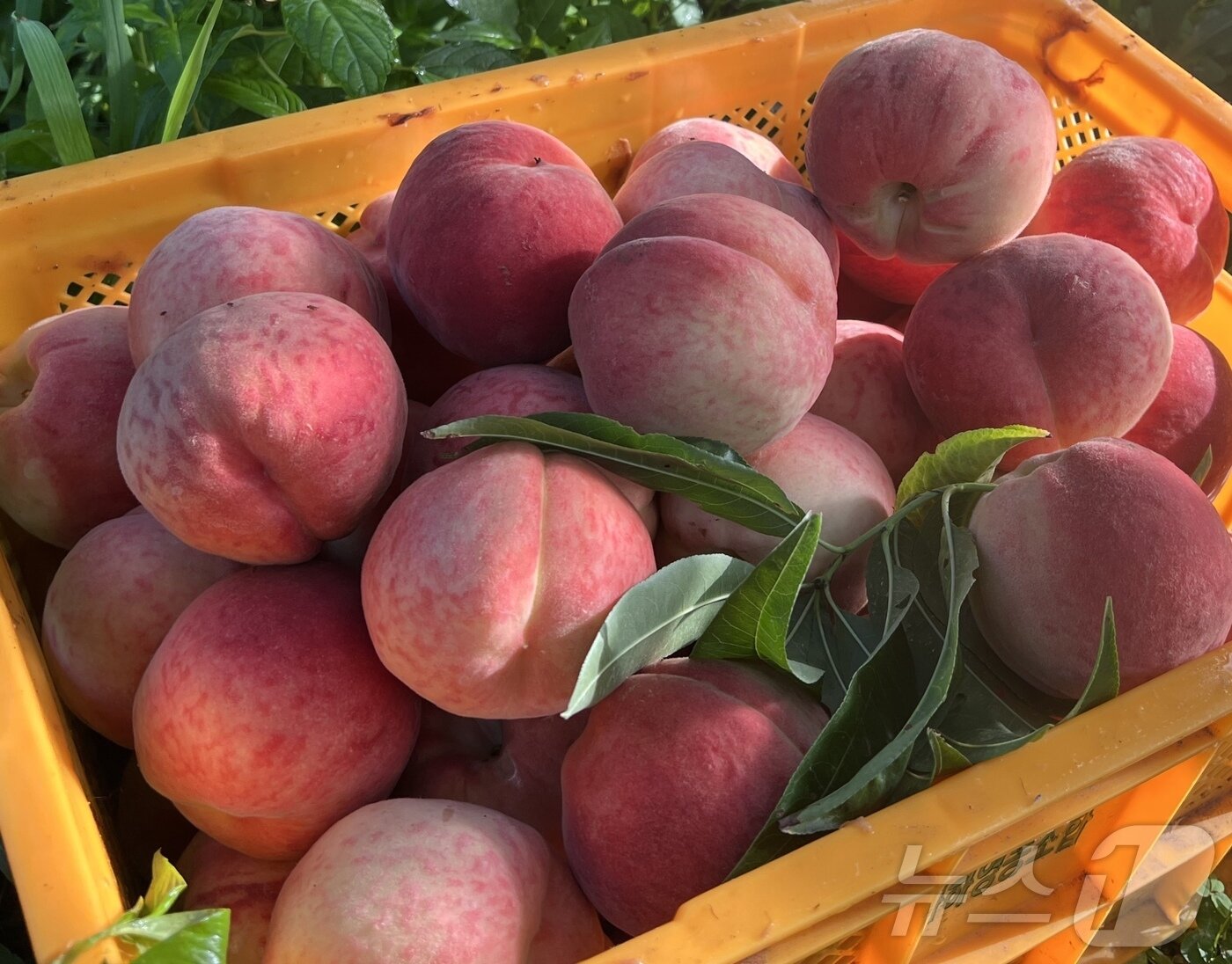 본문 이미지 - 저탄소 농산물 인증을 취득한 &#39;불정 야뜨네 복숭아&#39;. &#40;괴산군 제공&#41; 