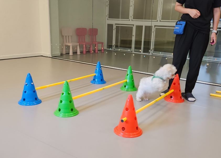 본문 이미지 - 독피트니스 프로그램 중 반려견 모습  / 힐더독 제공