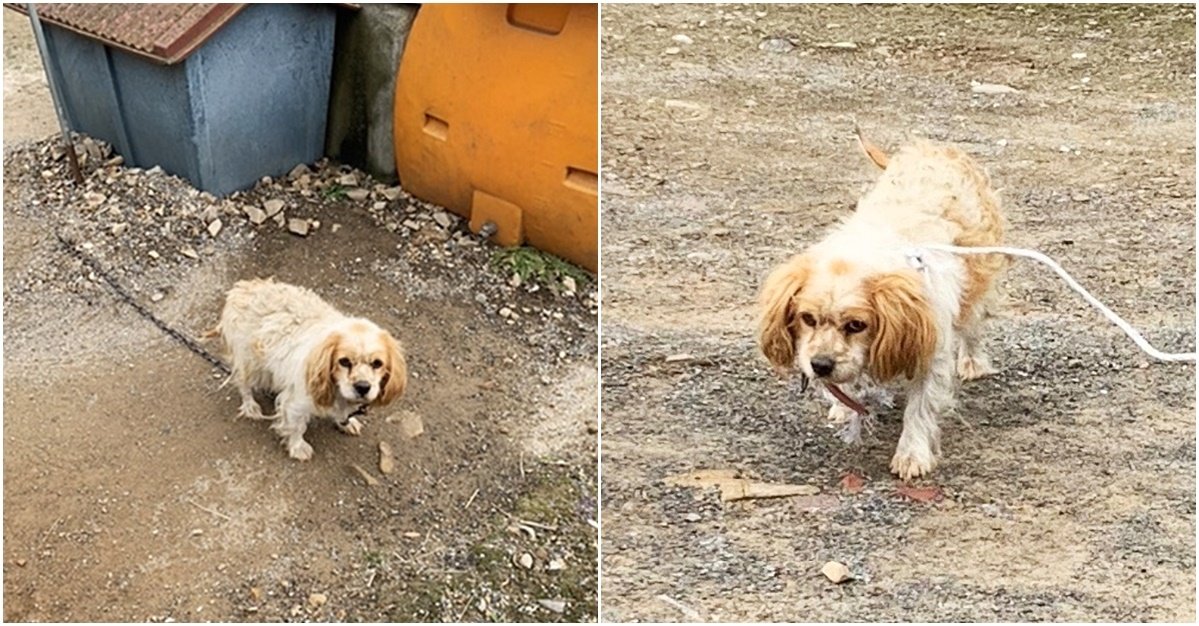 본문 이미지 - 테슬라는 지난 2020년 최미금 동물과 함께 행복한 세상 대표가 충남 서산시의 한 시골 마을을 지나다 구조했다. (발라당 입양센터 제공) ⓒ 뉴스1