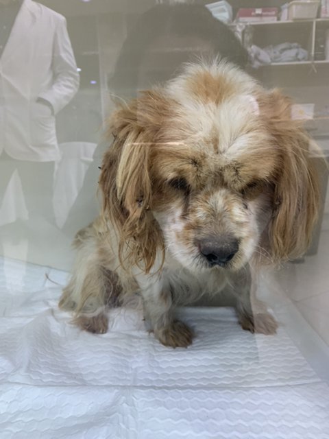 본문 이미지 - 동물병원으로 데려가 검진한 결과 테슬라의 배 속에는 죽은 5마리 새끼가 미라 상태로 있었다. (발라당 입양센터 제공) ⓒ 뉴스1