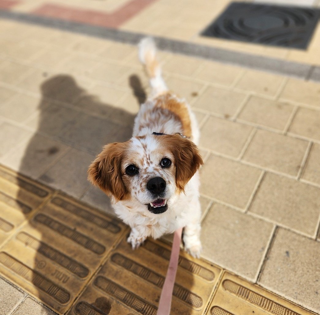 본문 이미지 - 밝아진 모습의 테슬라. 산책을 좋아하고 사람에게 매우 친화적이다. ⓒ 뉴스1 한송아 기자