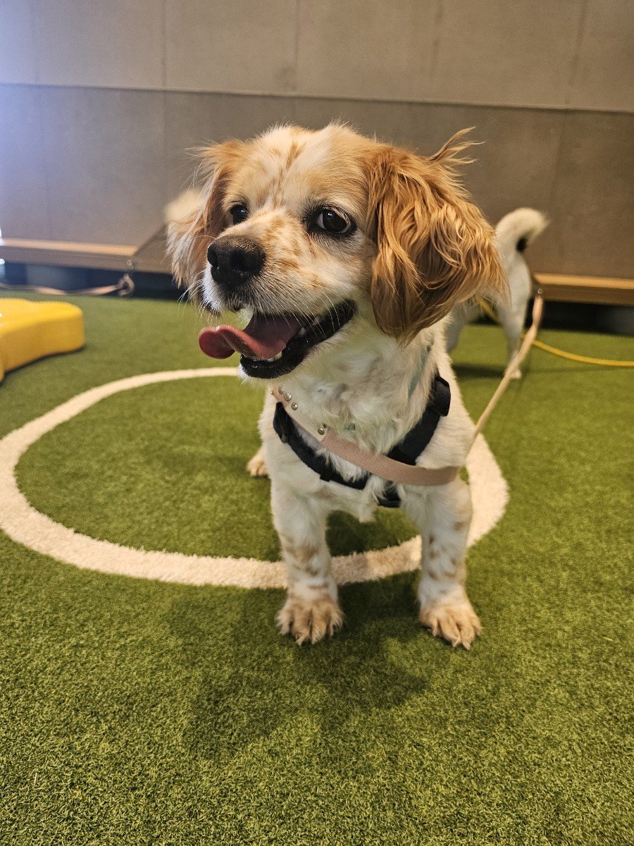 본문 이미지 - 가족을 기다리고 있는 테슬라 (발라당 입양센터 제공) ⓒ 뉴스1