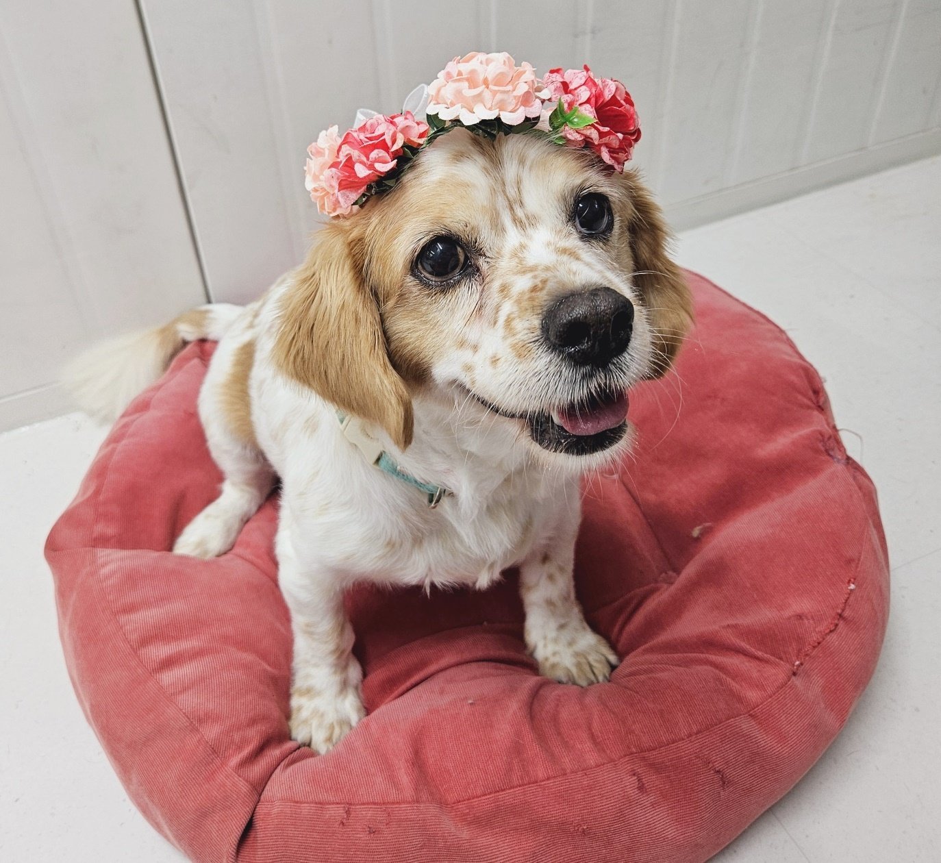 본문 이미지 - 가족을 기다리는 테슬라 (발라당 입양센터 제공) ⓒ 뉴스1