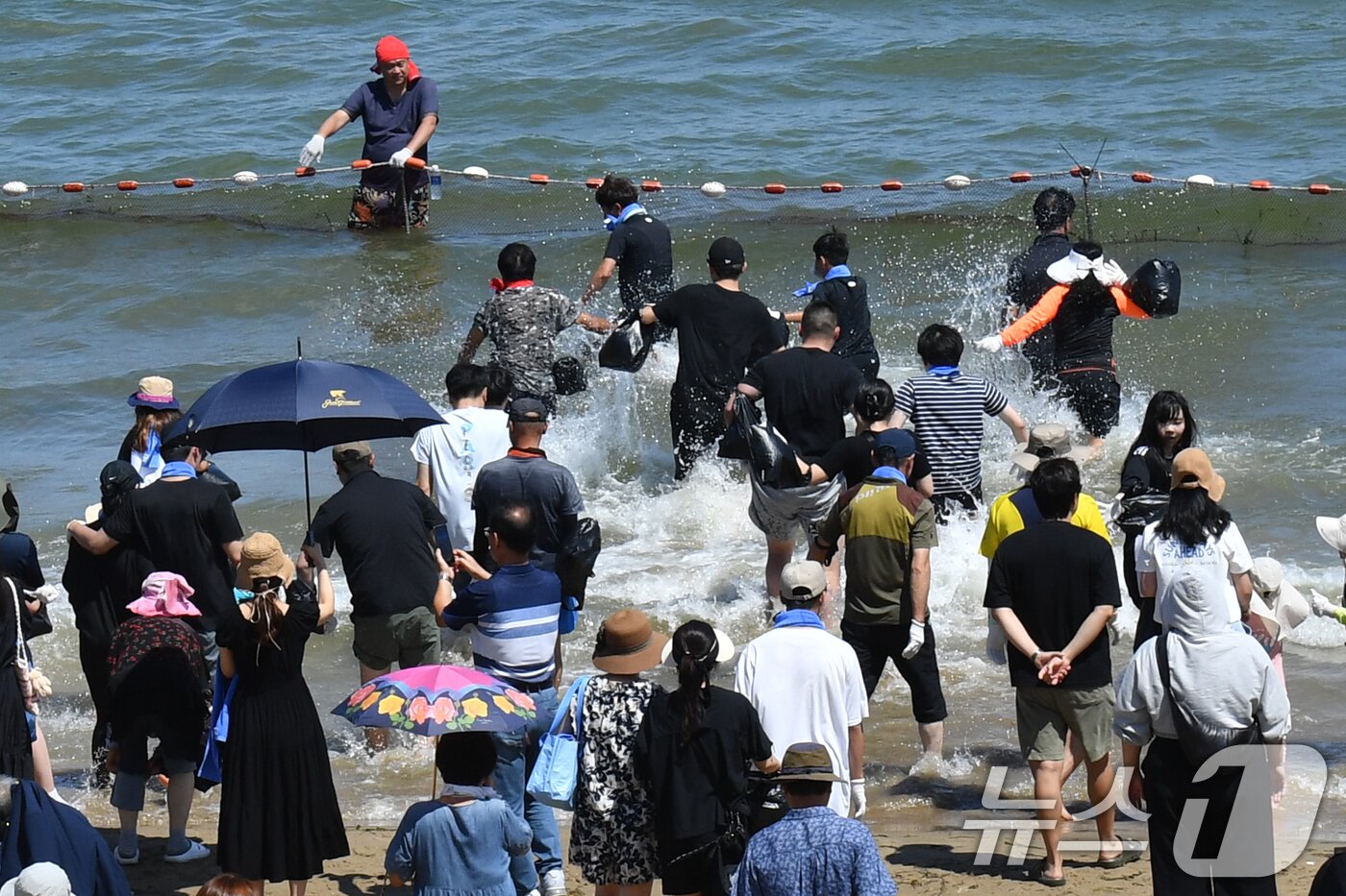 본문 이미지 - 17일 경북 포항시 북구 영일대해수욕장에서 열린 '황금물고기를 잡아라'에 참여한 시민과 관광객들이 황금물고기를 잡기 위해  바다로 뛰어들고 있다. 2024.8.17/뉴스1 ⓒ News1 최창호 기자