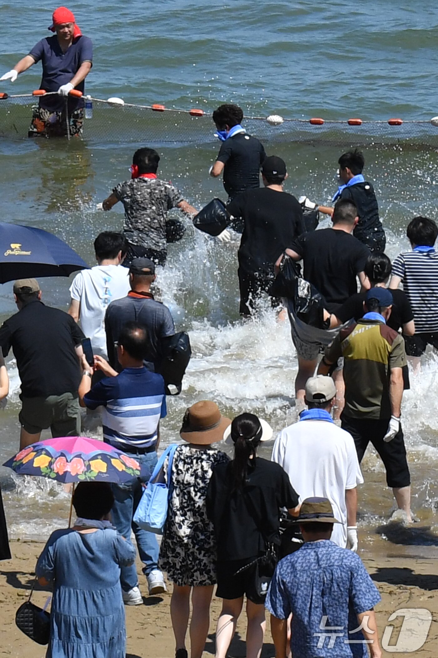 본문 이미지 - 17일 경북 포항시 북구 영일대해수욕장에서 열린 '황금물고기를 잡아라'에 참여한 관광객들이 출발신호에 맞춰 바다로 뛰어들고 있다. 2024.8.17/뉴스1 ⓒ News1 최창호 기자