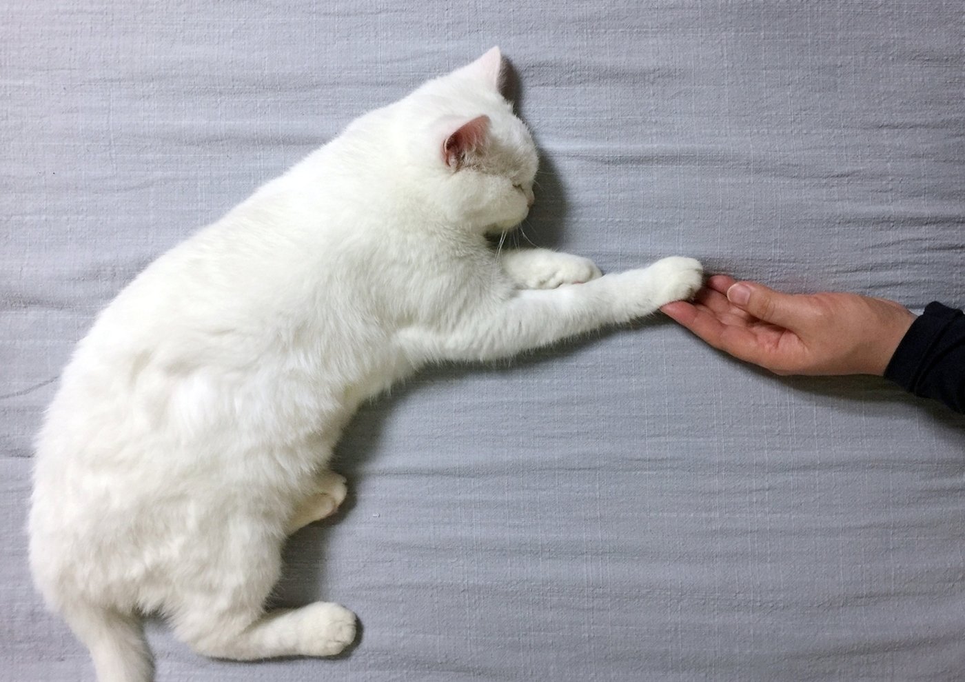 본문 이미지 - 전시 기획자 고경원은 싱어송라이터 홍이삭의 노래 '잠'을 듣고 기획한 성묘 입양 사진전 '하리잠'을 선보인다. (야옹서가 제공) ⓒ 뉴스1