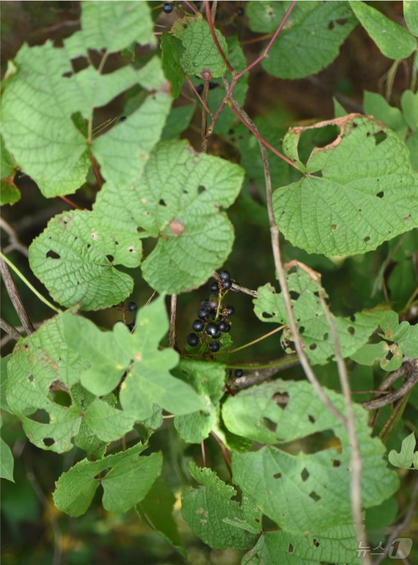  포도속 식물인 왕머루&#40;Vitis amurensis Rupr.&#41;&#40;한국수목원정원관리원 제공&#41; /뉴스1