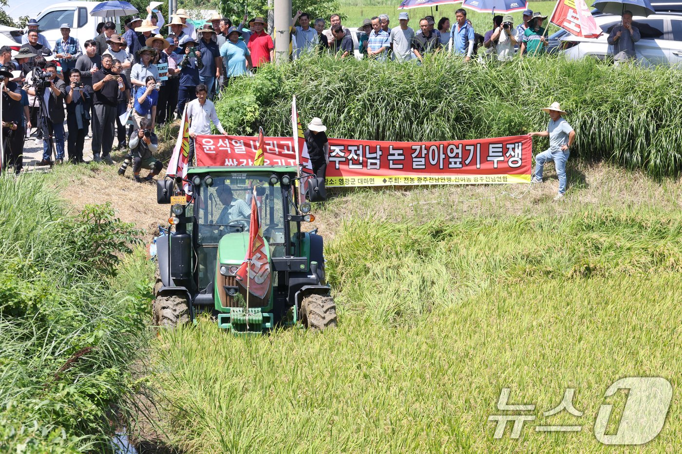 전국농민회총연맹 광주전남연맹 조합원이 19일 오전 전남 영광군 대마면 화평리 한 논에서 &#39;나락값 8만원 보장&#39;을 주장하며 트랙터로 논을 갈아엎고 있다. 2024.8.19/뉴스1 ⓒ News1 김태성 기자