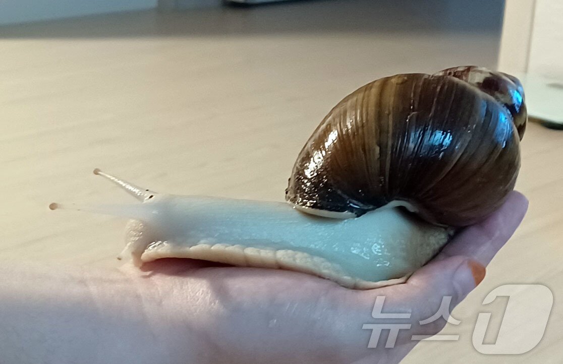 본문 이미지 - 박시연 씨의 반려 달팽이 '깡깡이'/뉴스1