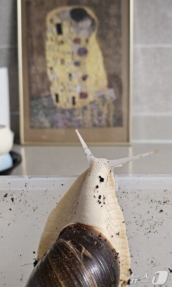 본문 이미지 - 명작을 감상 중인 박시연 씨의 애완 달팽이 '깡깡이'/뉴스1