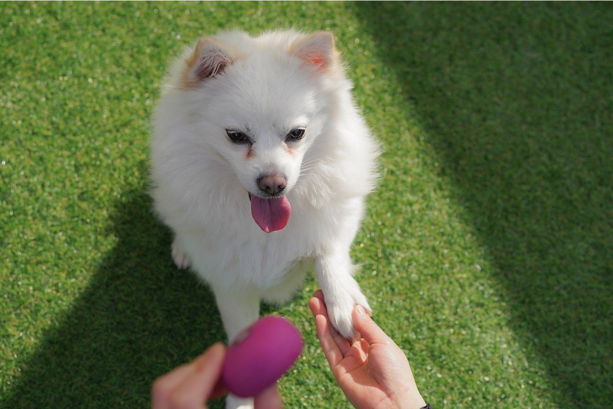 본문 이미지 - 서울동물복지지원센터 동대문센터에서 보호 중인 찹쌀이는 손바닥을 내밀면 앞발을 척 올려주고, 쓰다듬어 주는 사람의 손길을 무엇보다 좋아한다. (서울동물복지지원센터 제공) ⓒ 뉴스1