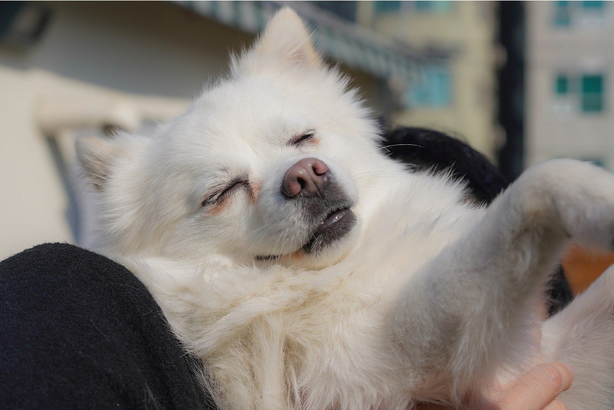 본문 이미지 - 친근하고 사랑스러운 성격의 찹쌀 (서울동물복지지원센터 제공) ⓒ 뉴스1