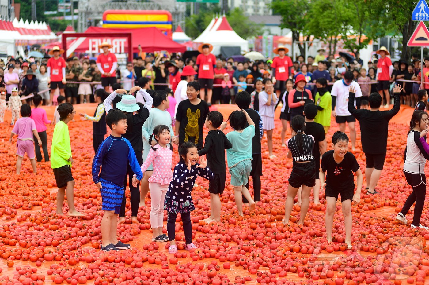 2일 강원 화천 사내면 사창리 문화마을에서 열리는 2024 화천토마토축제장에서 관광객들이 토마토풀장에 들어가 황금반지를 찾고 있다.&#40;화천군 제공&#41;2024.8.2/뉴스1 ⓒ News1 한귀섭 기자